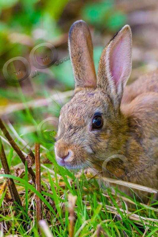 wild rabbit Oryctolagus cuniculus-1964 - UK Wildlife