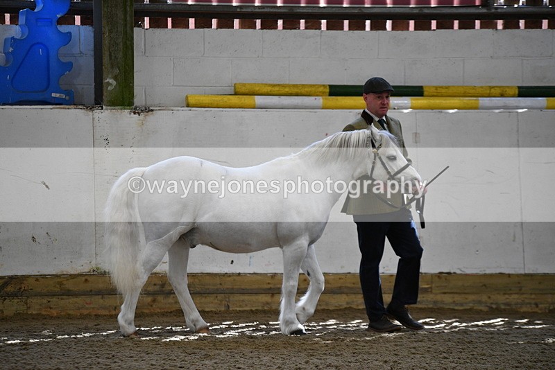 WJ5_5330 - Class 4 In hand M&M - small breeds