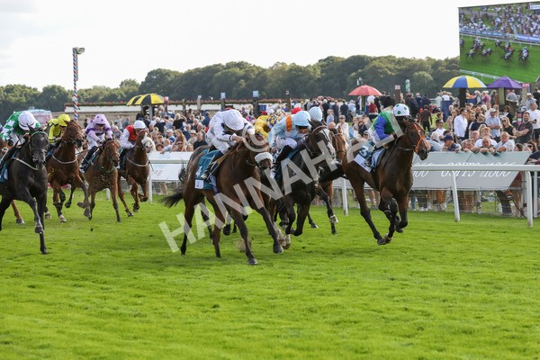 240823-Race 6-Gushing Gold-5471 - Race 6 4.45pm Or8Wellness EBF Stallions Nursery Handicap