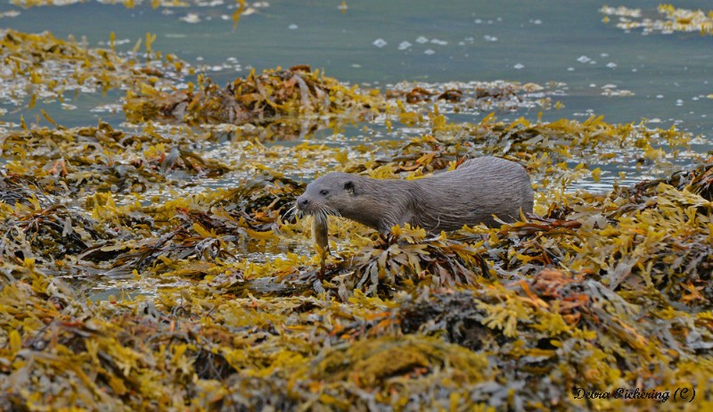 Otter - Wildlife