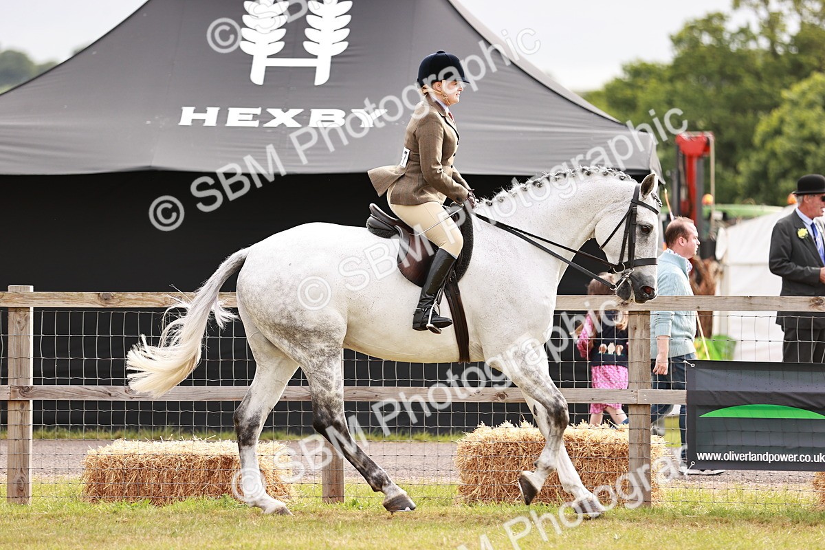 SBM_10855 - Class 81-84 - RIHS Ridden hunters Inc Ladies Hunter