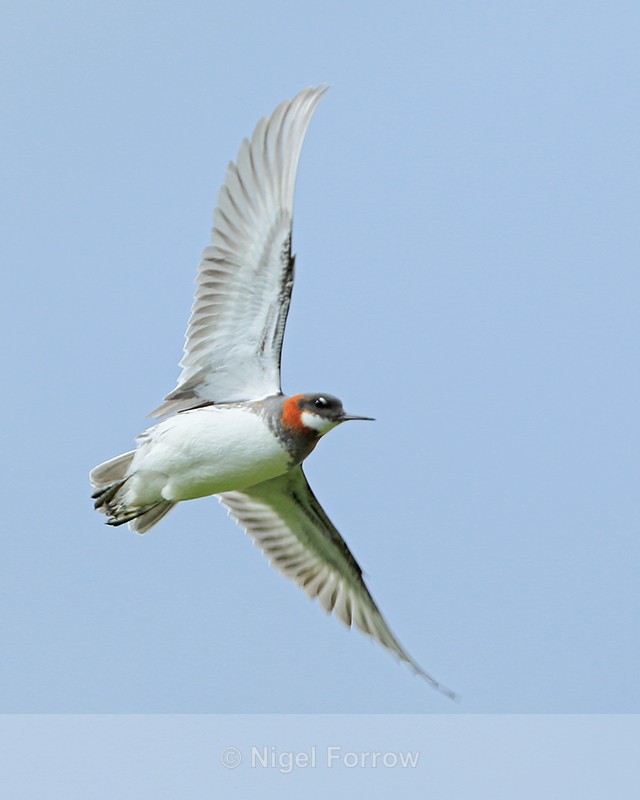 Red-necked Phalarope (male, breeding plumage) in flight, Iceland - Red-necked Phalarope