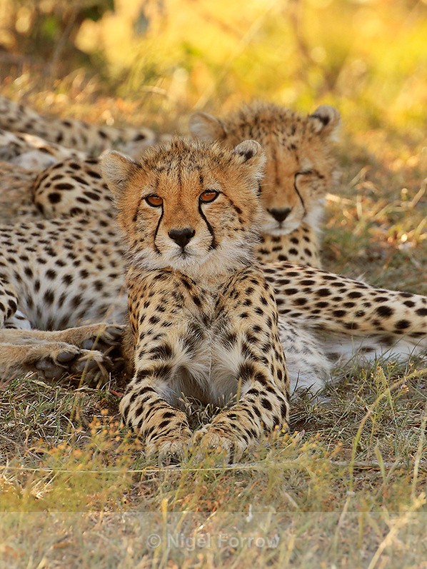Cheetah cub resting in the shade from the midday sun - Cheetah