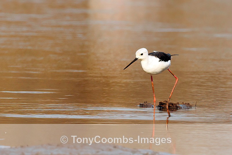 Black-winged Stilt - Mana Pools ~ The Birds