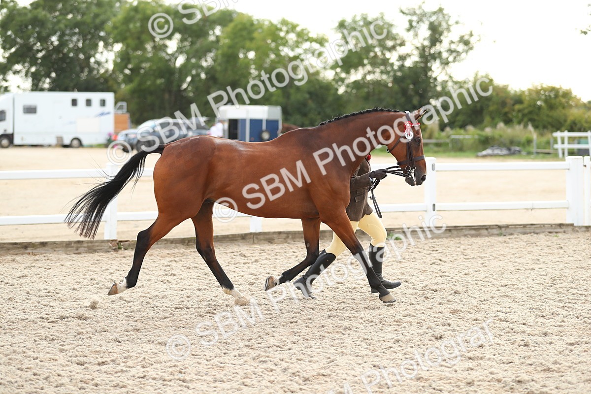 SBM_08536 - Class 28 - IH Veteran Horse