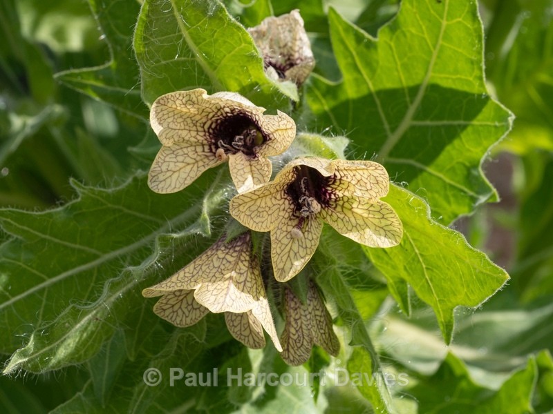 Black henbane (Hyoscyamus niger)  - Wild Flowers - 1