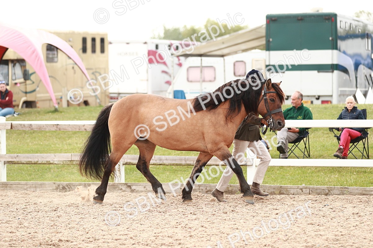 SBM_12460 - Class 207 IH M&M