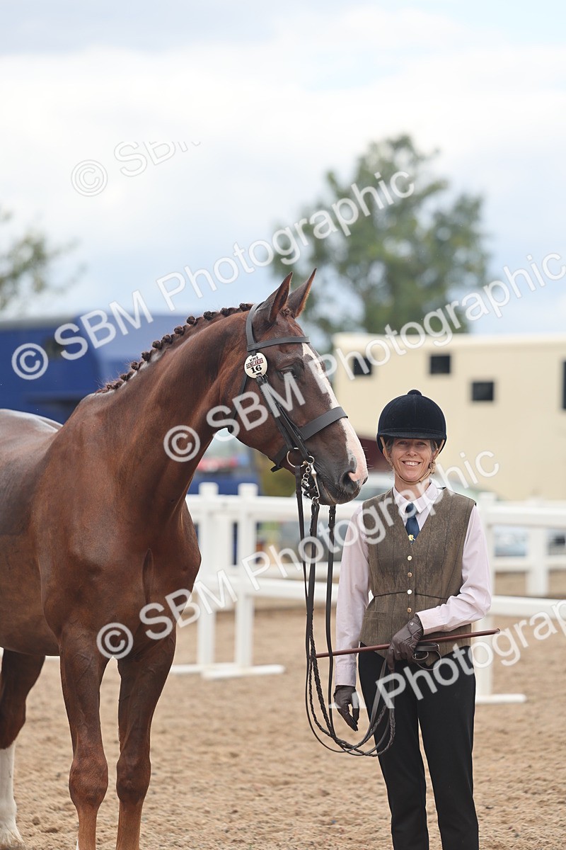 SBM_07770 - Class 27 - IH Competition Horse/Pony