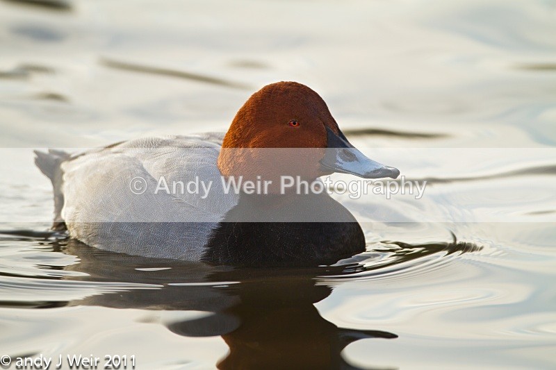 Pochard-3381 - Pochard