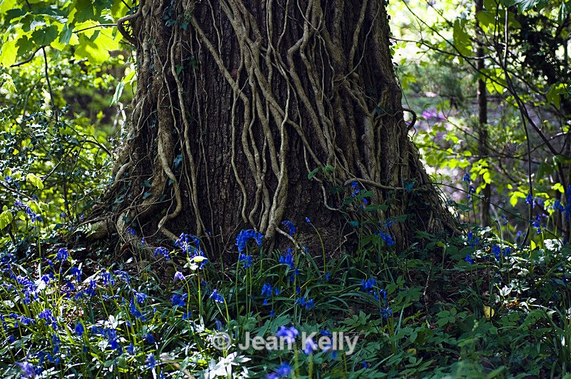 Tree- 8775 - Trees