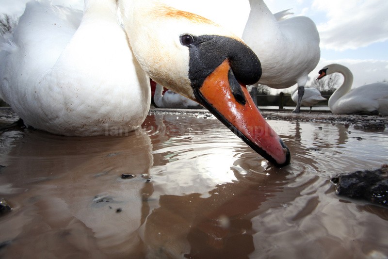 Urban swans wide angle photography_00453 - Birds, swans and gulls
