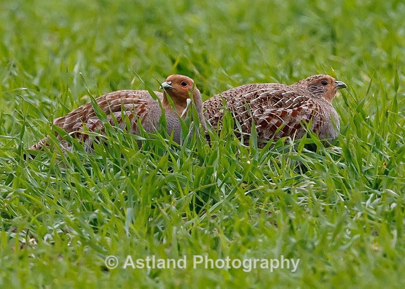 Astland Photography, Bird and Wildlife Images, Susan and Peter Wilson, U.K.