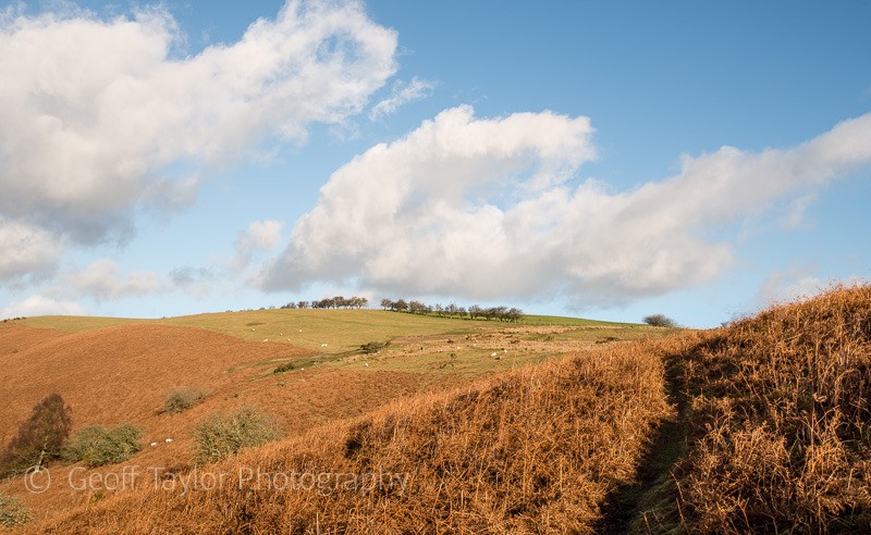 Hopesay Common - Clun Valley