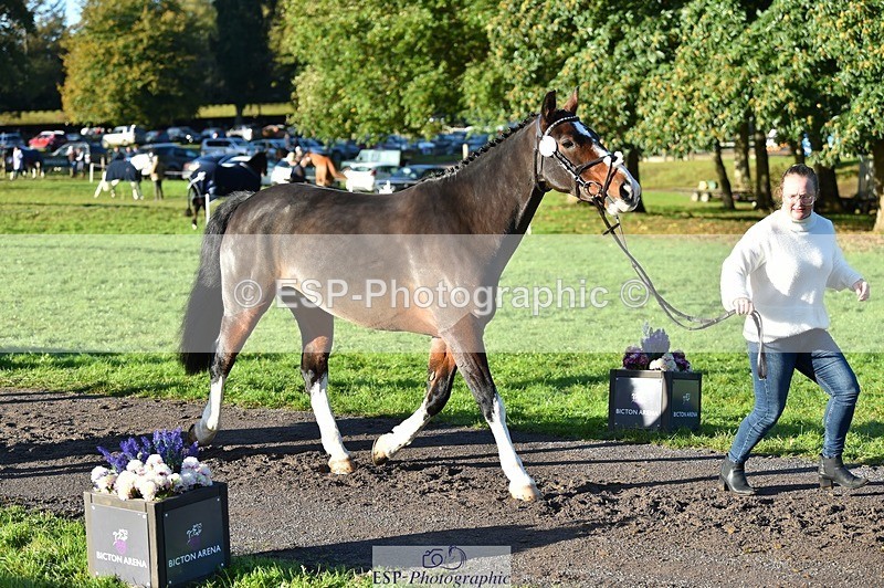 231022-094144-21976 - 444-REDHILL.SKANDEL-Emma.Stokes-TrotUp+SJ