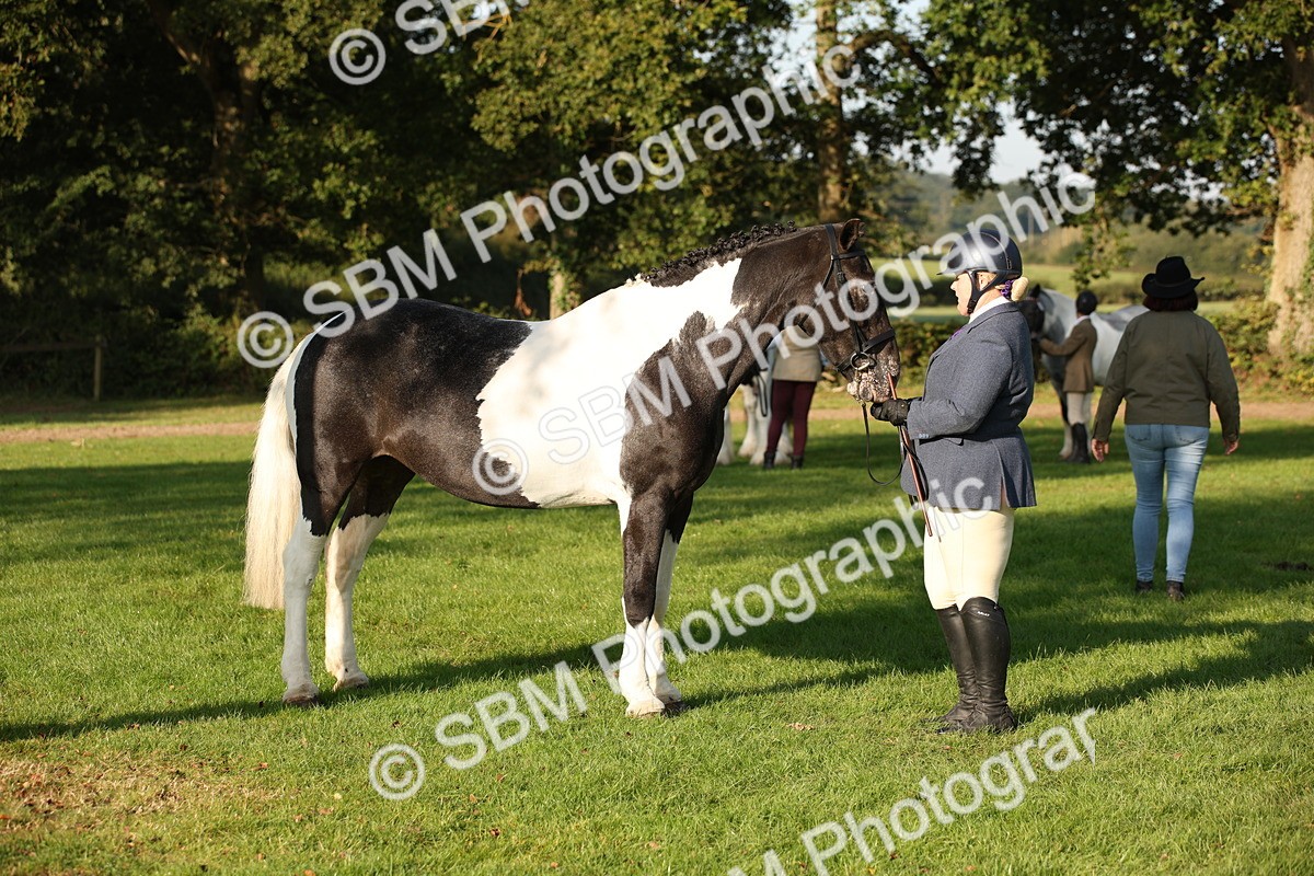 SBM_58728 - S51 - Piebald & Skewbald Horse In Hand