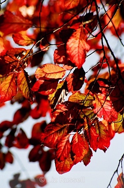 Red leaves 2 - Flora