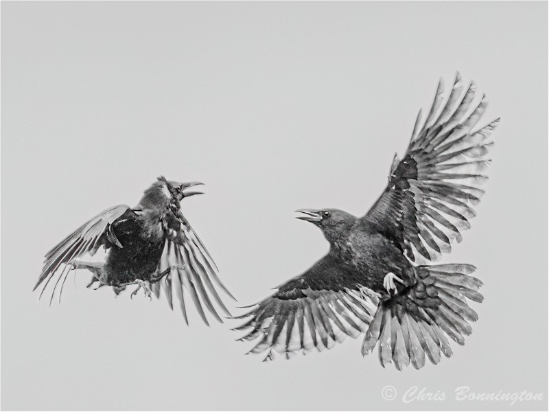 Seasoned Crow versus Rookie - Other nature