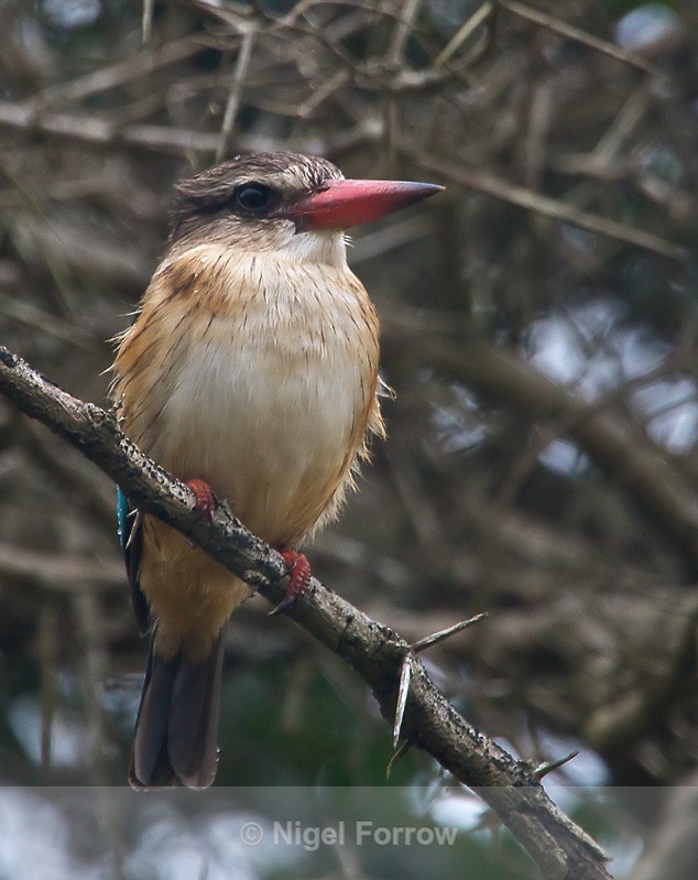 Brown-hooded Kingfisher perched on a thorny branch - Brown-hooded Kingfisher