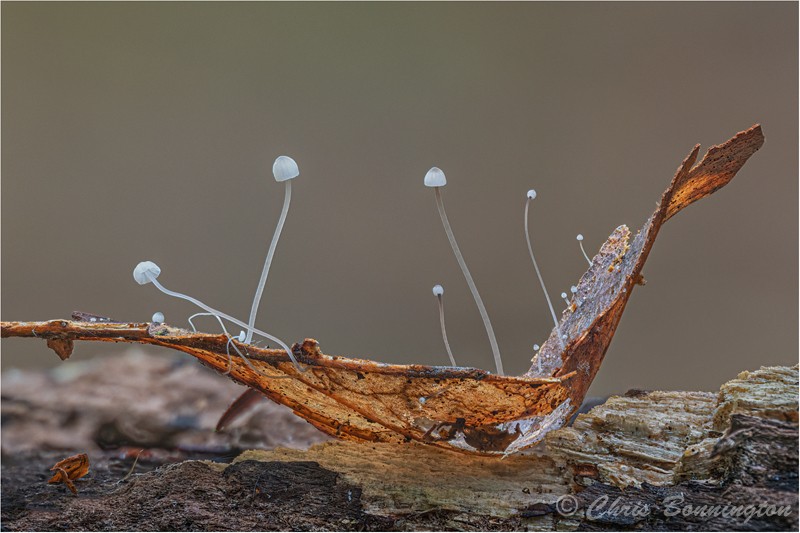 Colonisation - Other nature