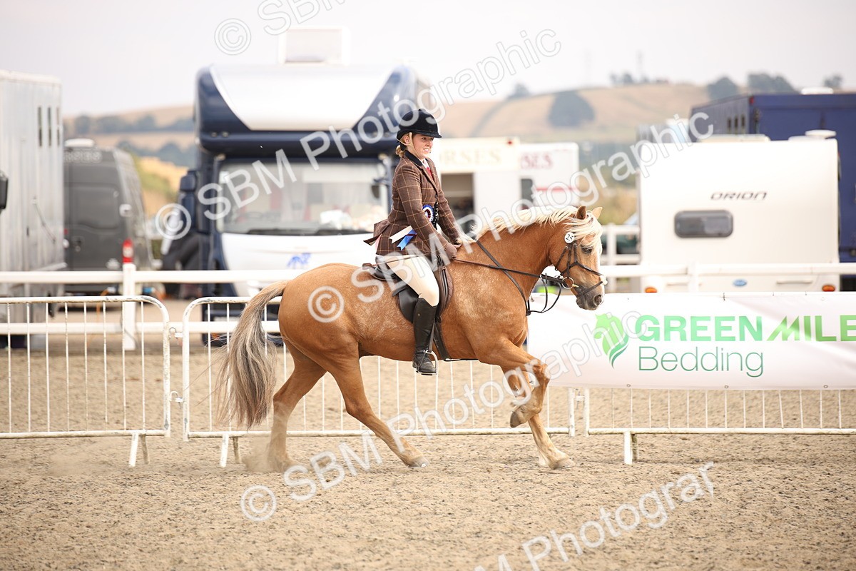 SBM_16114 - Class 408b - Working Veteran 70cm (20+)