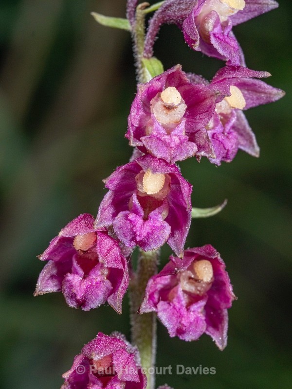 Dark red helleborine (Epipactis atrorubens) - Wild Orchids 2020