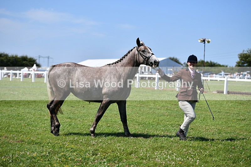 DSC_6729 - Class 57: Hunter/Riding Horse/Hack 1, 2 & 3 yr olds