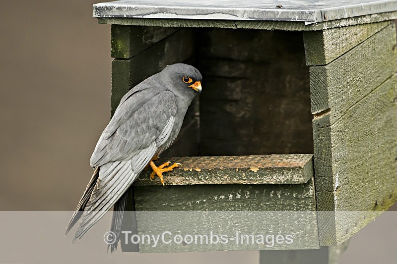 Red-footed Falcon  (m) - Well Hide & Falcon Tower Hide