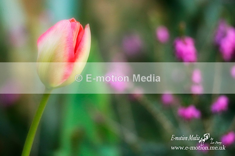 250320 -0039a copy - Nature