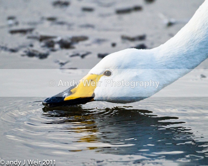  - Whooper Swan