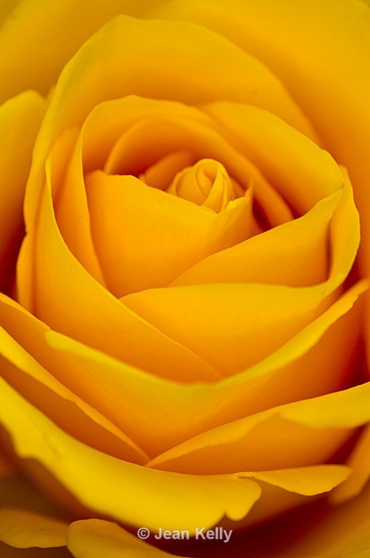 Flower - 6643 - Yellow