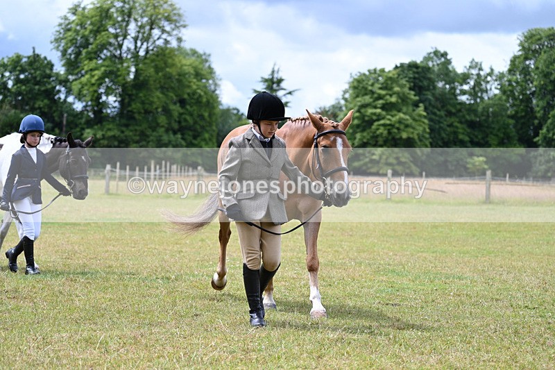 WJ7_6562 - Class 5 Handsome Gelding in hand