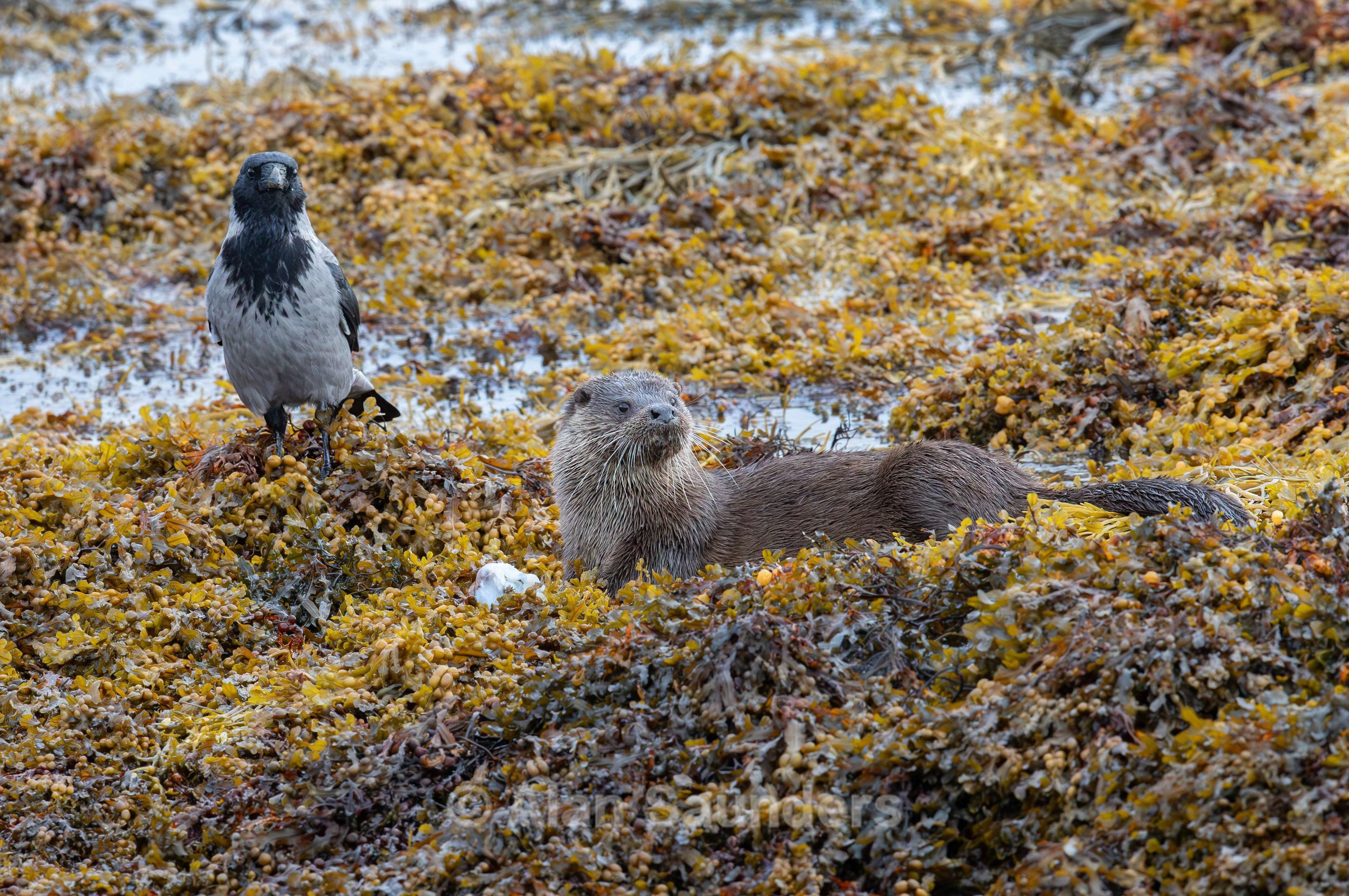 Hooded Crow 4