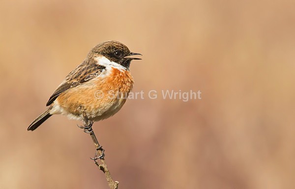 201 - Flycatchers, Redstarts & Stonechats