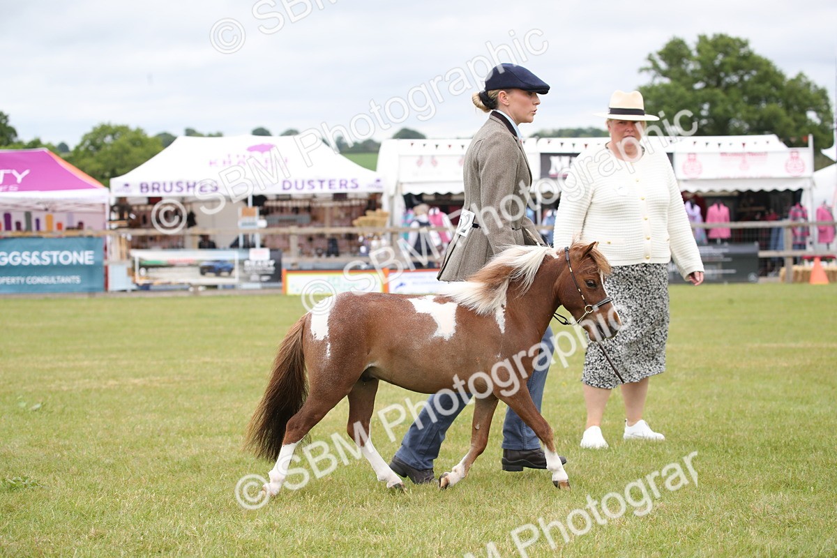SBM_03529 - Class 23-25 - British Miniature Horse of the Year