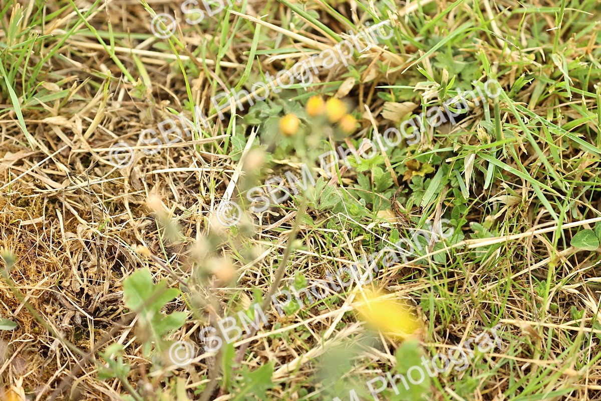 SBM_000521