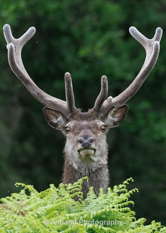 Red Deer - Latest Images