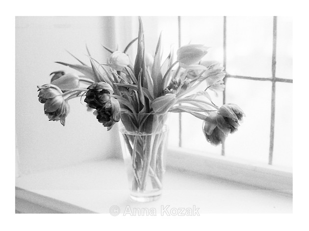 Accidental Exposure - Tulips - Flowers