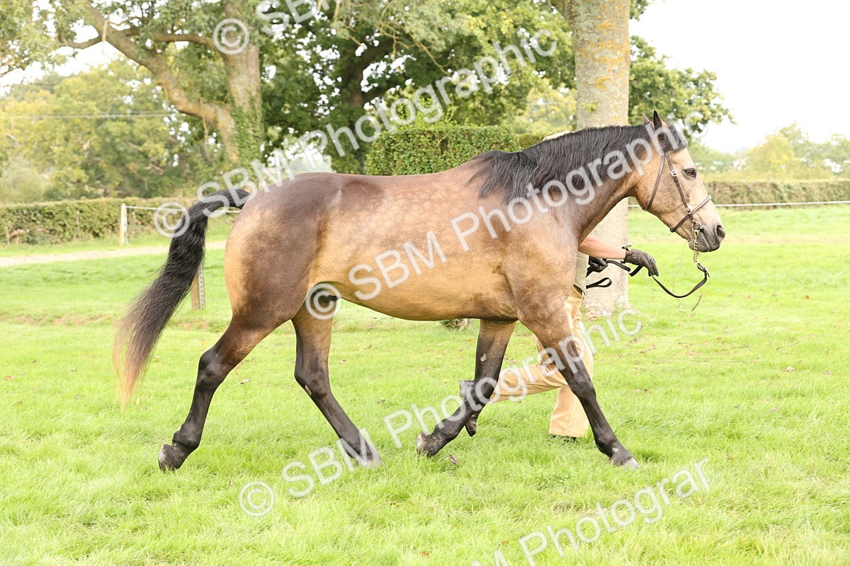 SBM_56260 - S55 - Other Coloured Horse In Hand