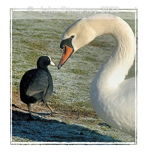 The Coot and the Swan - The Curlie