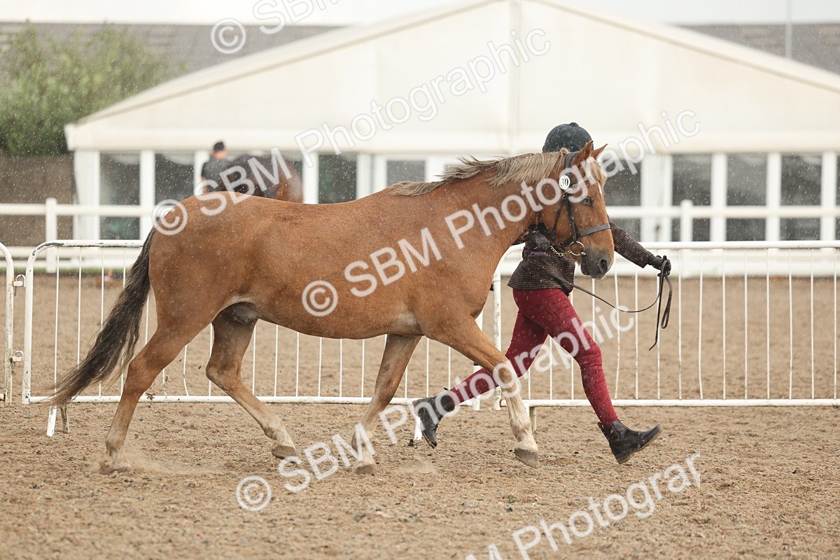 SBM_07736 - Class 27 - IH Competition Horse/Pony