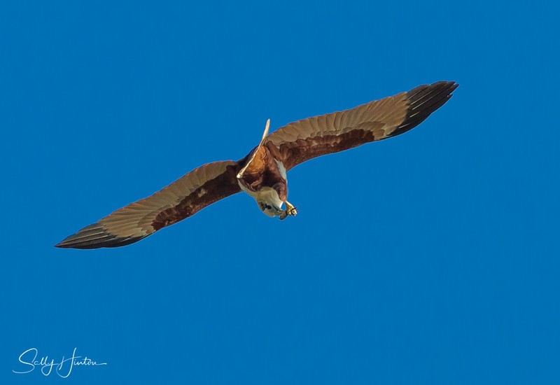 Brahminy Kite eating in flight 1