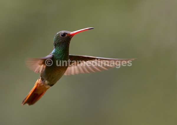 Rufous-tailed Hummingbird 2 - Galapágos