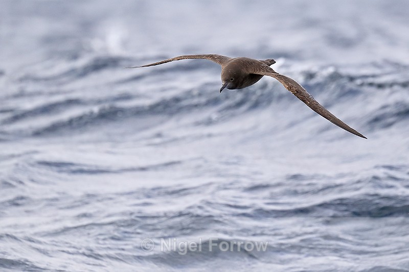 Sooty Shearwater head-on in flight at sea off Cape Point, South Africa - Sooty Shearwater