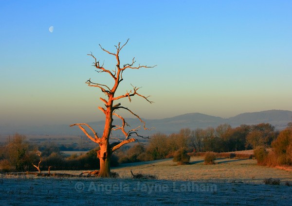 The Golden Tree - England & The Shires