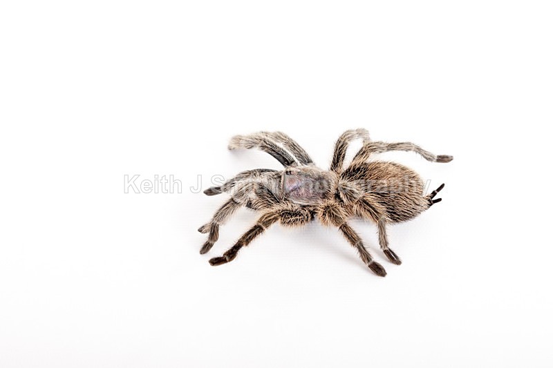 2SKJ8884 - Roaming Reptile Show. II