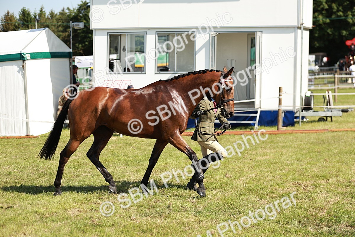 SBM_18916 - Class 114 - RIHS & SEIB Open Working Show Horse