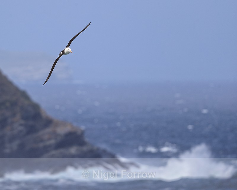 Black-browed Albatross flies along coast, West Point Island - Black-browed Albatross
