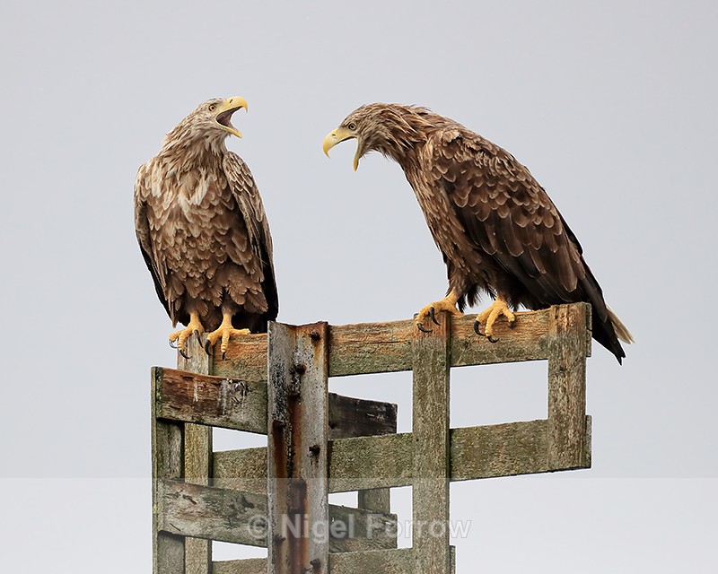 Two Sea Eagles calling, Flatanger, Norway - White-tailed Sea-Eagle