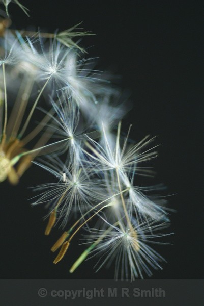 Free Fall - MACRO & CLOSE UPS 2