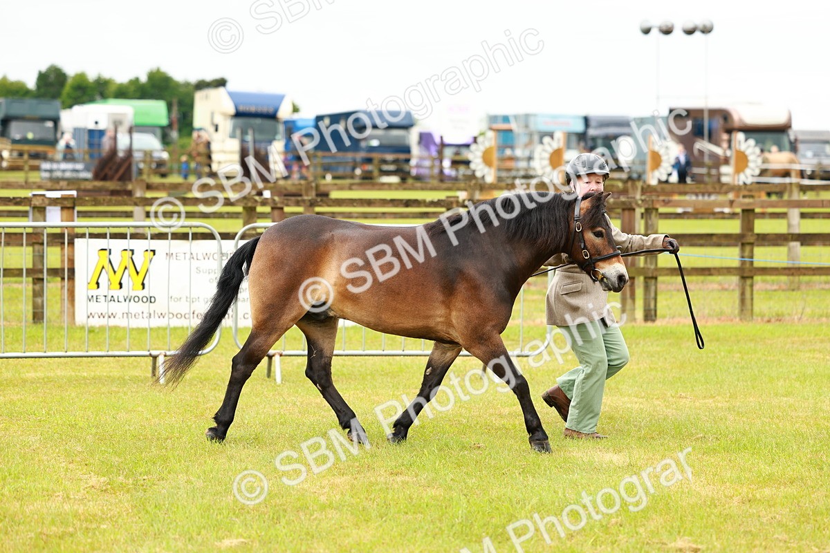 SBM_00263 - Class 58-67 - M&M Non Welsh Pony In hand